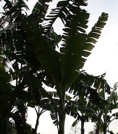 Ensete Glaucum bananenplant