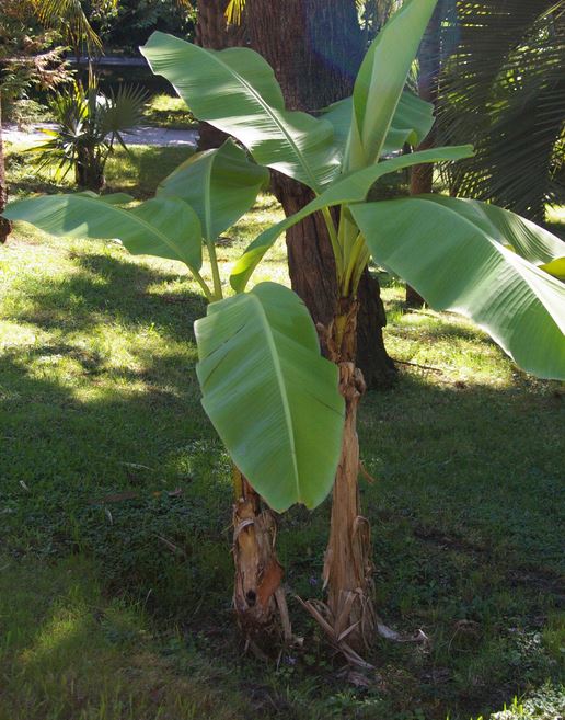 Musa Basjoo bananenplant