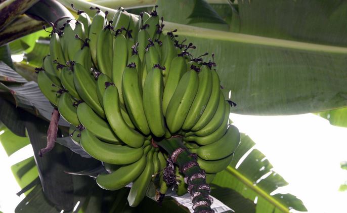 Musa DaJiao bananenplant