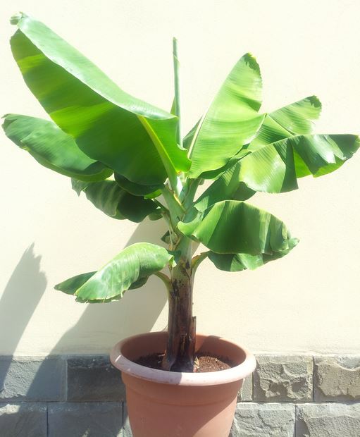 Musa Dwarf Cavendish bananenplant