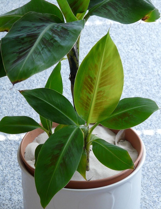 baby-bananenplant